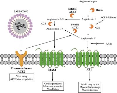 Renin-Angiotensin System and Coronavirus Disease 2019: A Narrative Review